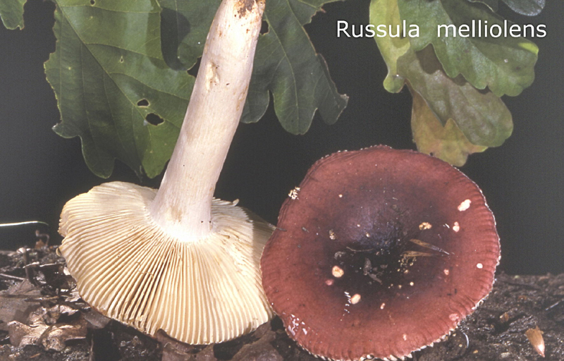 Russula melliolens-amf1630.jpg - Russula melliolens ; Syn: Russula integra var. melliolens ; Nom français: Russule à odeur de miel